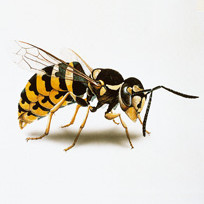 Insektengiftallergie